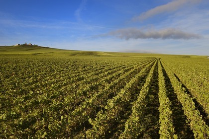 France, Marne, regional park of Montagne de Reims, Verzenay, Champagne vineyards