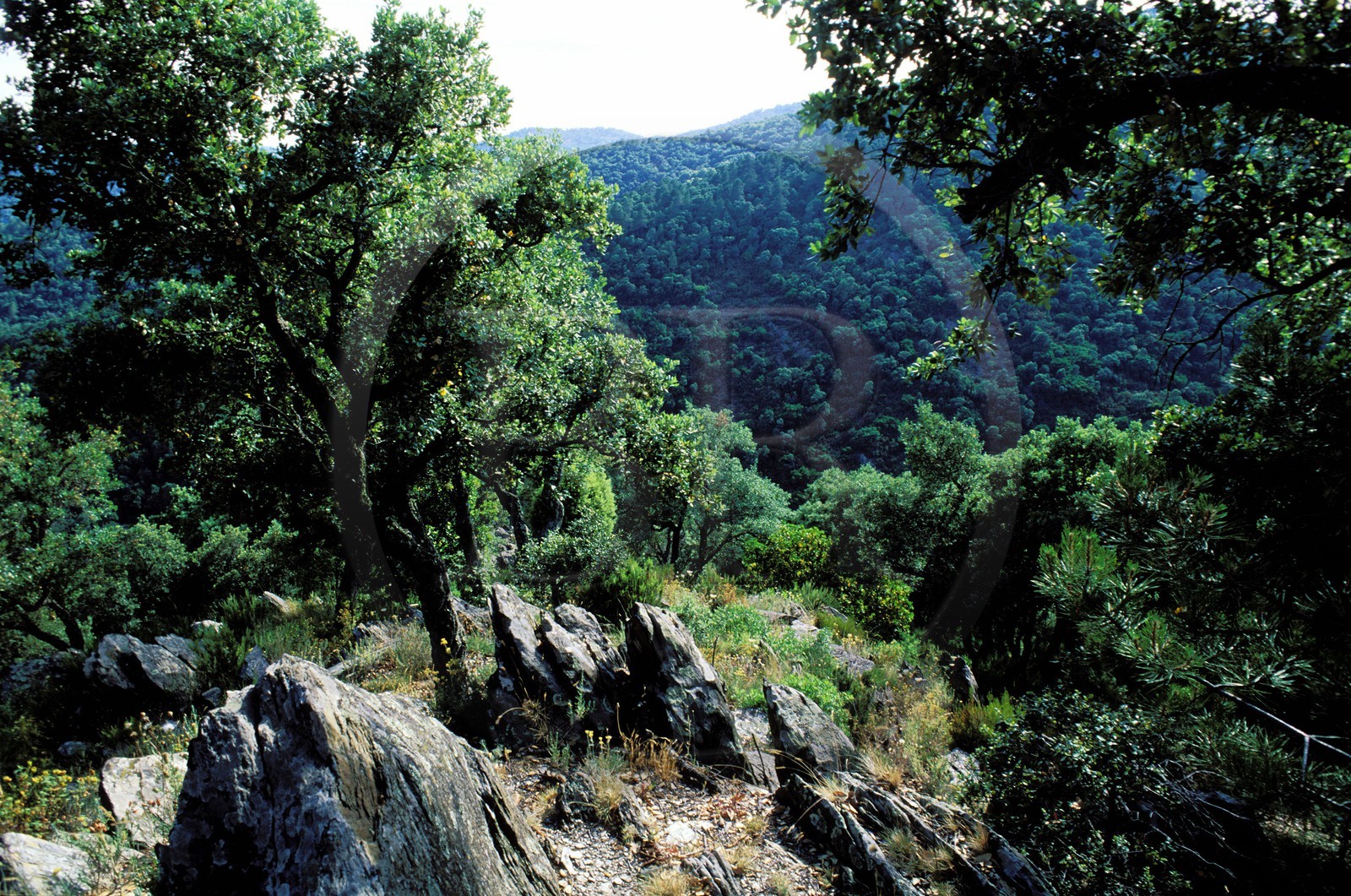 France, Var (83), le massif des Maures