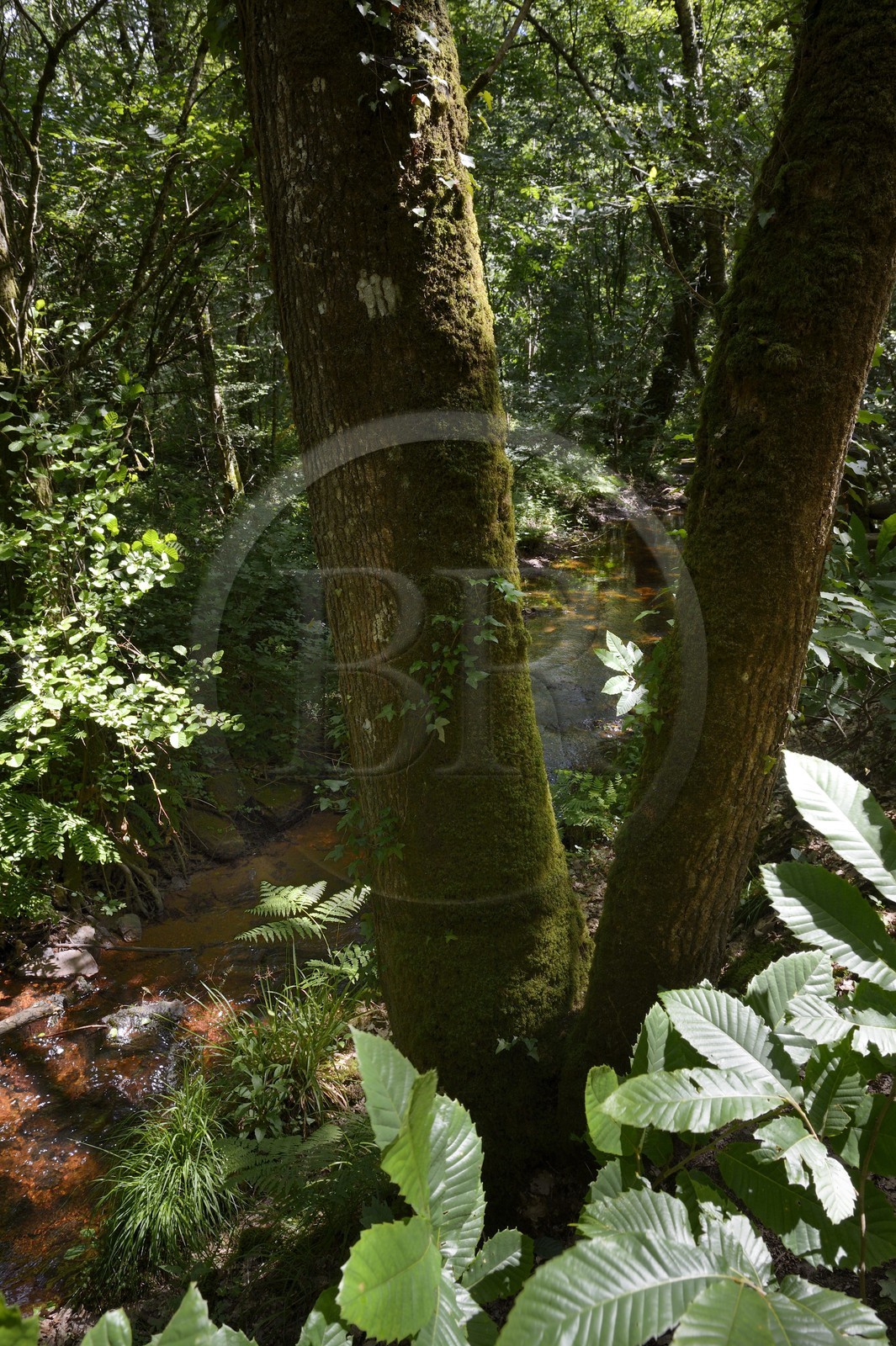France, Ille-et-Vilaine (35),  forêt de Brocéliande, la vallée de l'Aff France, Ille-et-Vilaine (35),  forêt de Brocéliande, la vallée de l'Aff