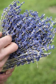 France, Alpes de Haute Provence, La Mure-Argens, lavender