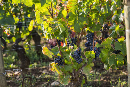 France, Cote d'Or, Climats terroirs of Burgundy listed as World Heritage by UNESCO, Route des Grands Crus, Cote de Beaune vineyard, Savigny-les-Beaune, ripe bunch of grapes