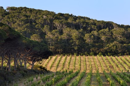 France, Var, Iles d'Hyeres, Parc National de Port Cros (National park of Port Cros), Porquerolles island, vineyards in the Porquerolles plain