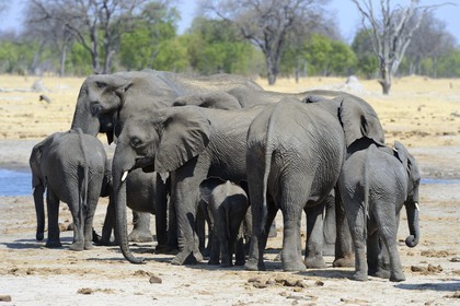 Zimbabwe, Matabeleland North Province, Hwange National Park, wild african elephants (Loxodonta africana) around a pond