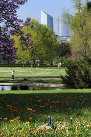 France, Paris (75), le Bois de Boulogne, parc de Bagatelle, paon