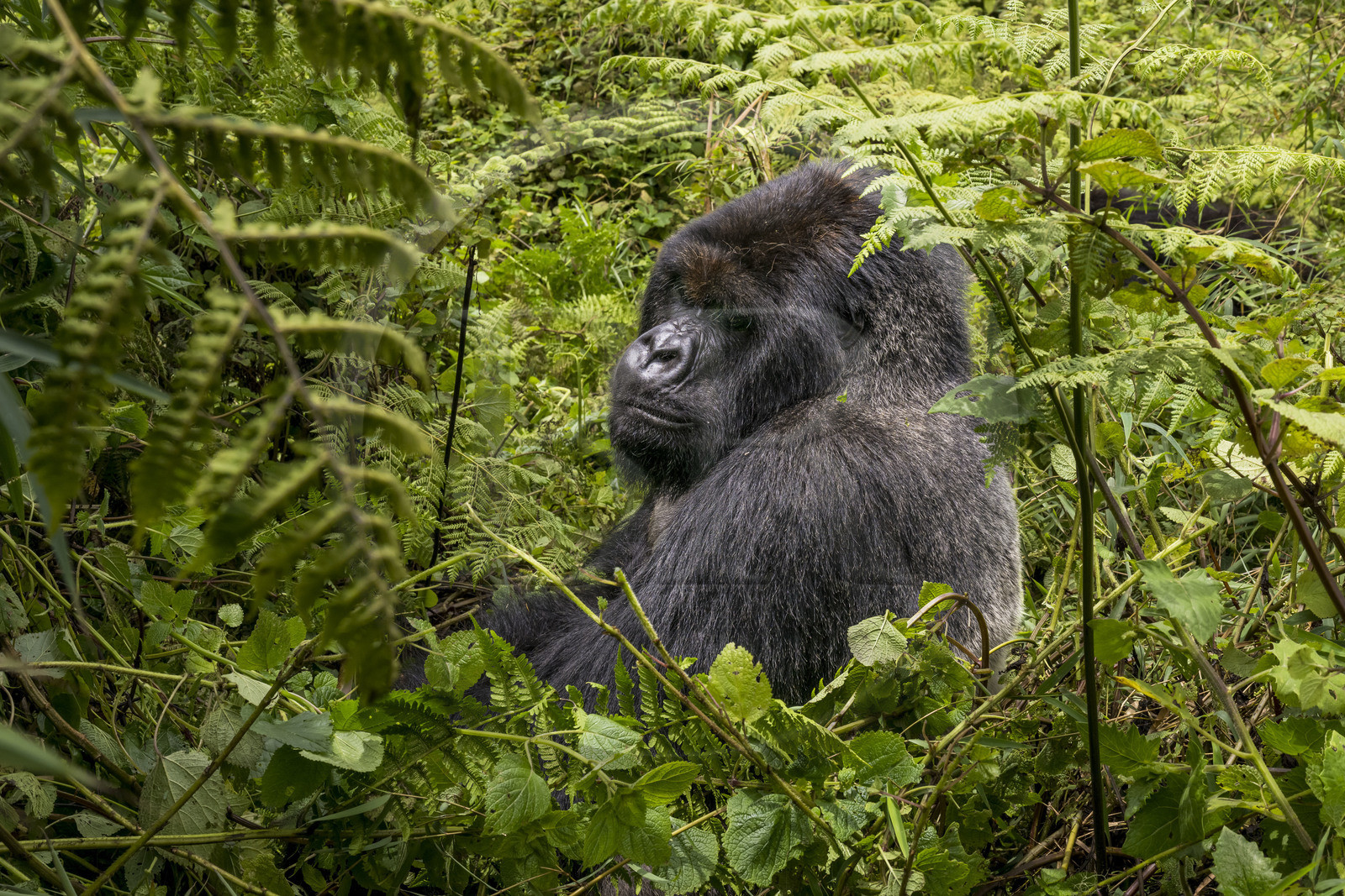 Rwanda, Province du Nord, Parc National des Volcans dans la chaine des Monts Virunga, mont Karisimbi, gorille des montagnes (Gorilla beringei beringei) du groupe Susa, male appelé dos argenté (silverback) Rwanda, Province du Nord, Parc National des Volcans dans la chaine des Monts Virunga, mont Karisimbi, gorille des montagnes (Gorilla beringei beringei) du groupe Susa, male appelé dos argenté (silverback)