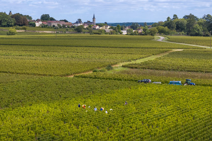 France, Côte-d'Or (21), les climats de Bourgogne classés Patrimoine Mondial de l'UNESCO, Route des Grands Crus, vignoble de la Côte de Beaune, Pernand-Vergelesses, vendanges dans les vignes, le village d'Aloxe-Corton en arrière plan (vue aérienne)