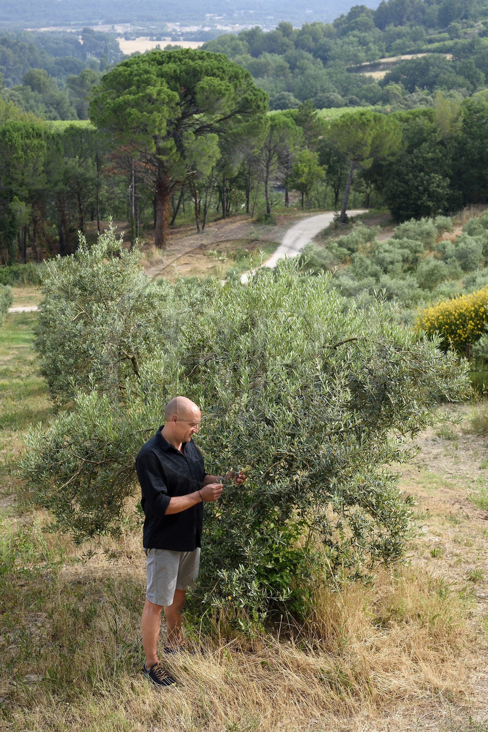 France, Vaucluse (84), Cadenet, Bastide du Laval, Roland Coupat dans son olivaie