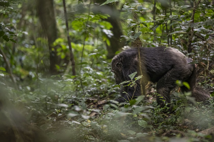 Rwanda, Province de l’Ouest, Nyakabuye, Parc national de Nyungwe, forêt tropicale humide naturelle de Cyamudongo, Chimpanzé commun (Pan Troglodytes)