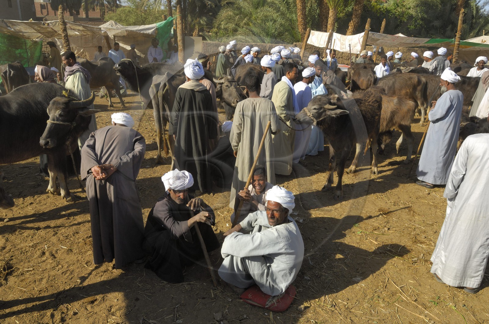 Egypte, Haute Egypte, Daraw au nord d'Assouan, marché aux animaux, vente de buffles
