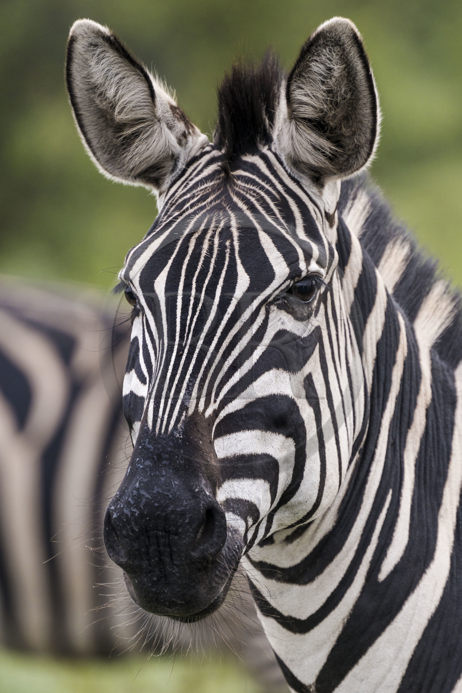 Rwanda, Parc national de l'Akagera, zèbre des plaines (Equus quagga)