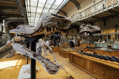 France, Paris (75), Jardin des Plantes, Museum National d'Histoire Naturelle, Galeries de Paléontologie et d'Anatomie comparée