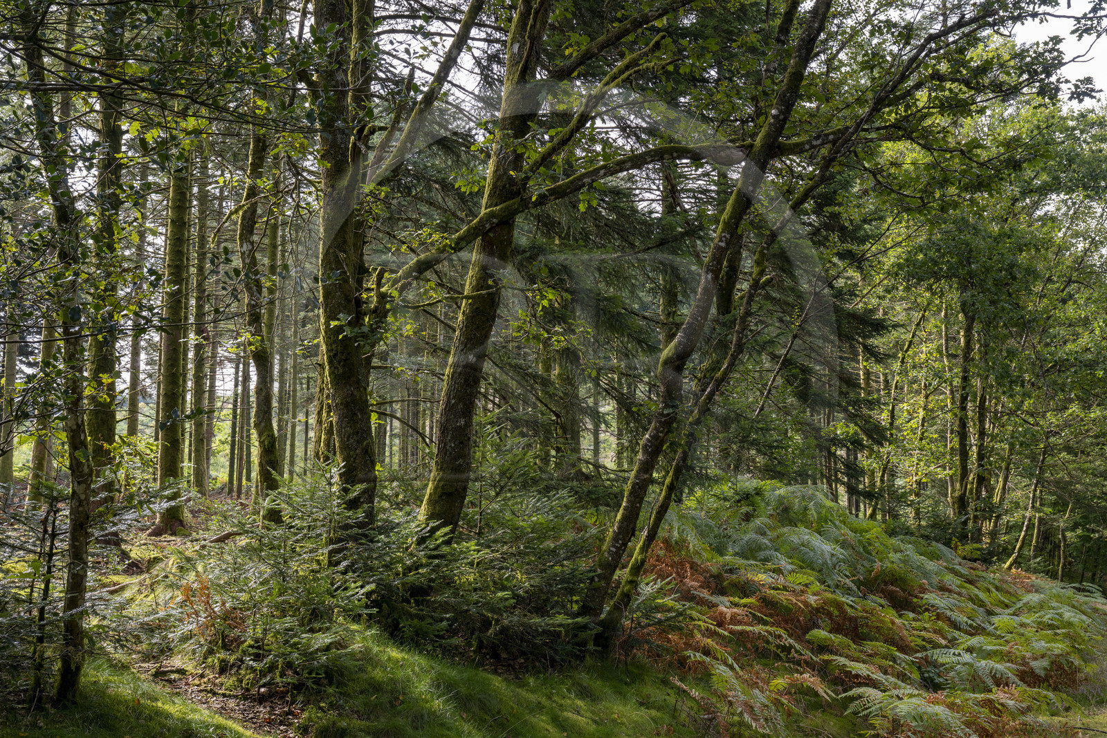 France, Nièvre (58), Parc naturel régional du Morvan, Dun-les-Places, dans la forêt de Breuil-Chenue au lieu dit Dolmen de Chevresse