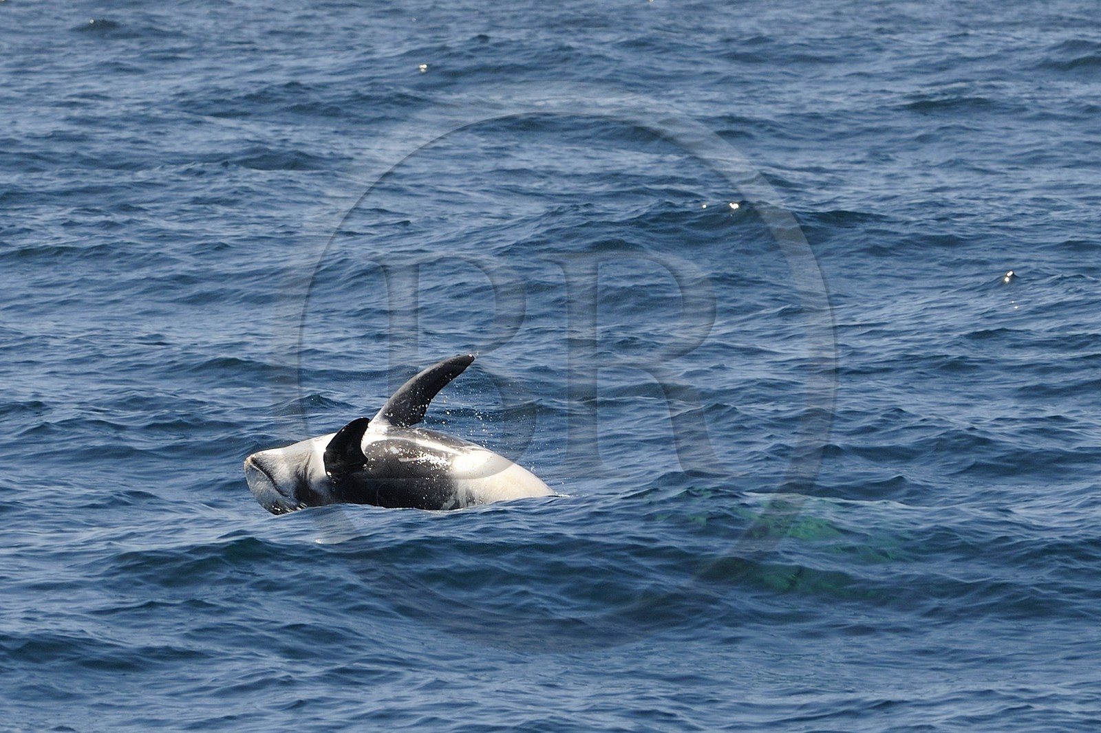 United States, California, Monterey Bay, Risso's Dolphin (Grampus griseus)