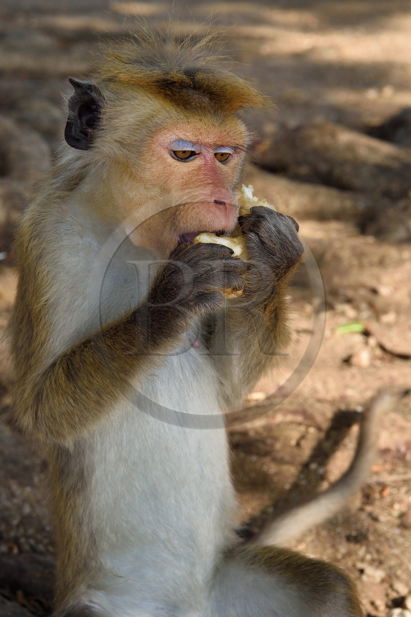 Sri Lanka, province d'Uva, Parc national d'Uda Walawe (Udawalawe National Park), macaque à toque (Macaca sinica) mangeant une pomme