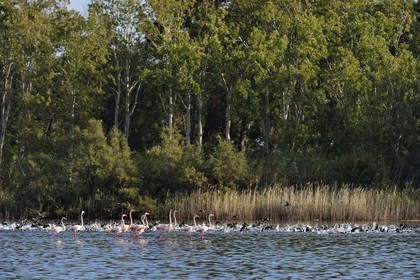 France, Haute-Corse (2B), l'étang de Biguglia (stagnu di Chjurlinu), réserve naturelle de Corse (RNC), Flamants roses (Phoenicopterus roseus) et foulques macroules (Fulica atra)