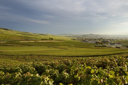 France, Marne, regional park of Montagne de Reims, Champillon, Champagne vineyards