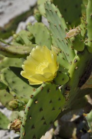 France, Bouches-du-Rhône (13), Marseille, Parc National des Calanques, Archipel des Iles du Frioul, Ile de Pomègues, fleur de figuier de Barbarie (Opuntia ficus-indica)