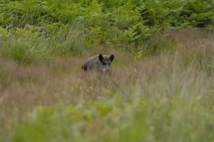 France, Loire et Cher, sanglier dans le domaine du château de Chambord