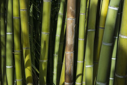 France, Gard, Generargues towards Anduze, Bambouseraie en Cévennes (Bamboo garden)