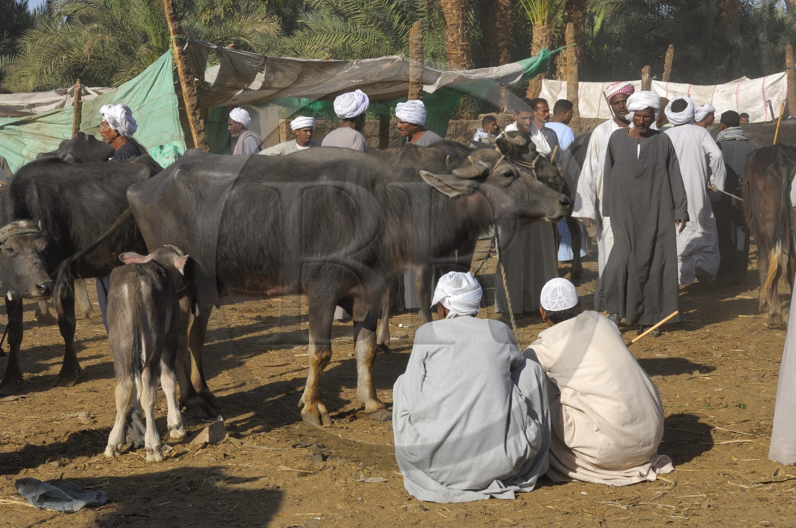 Egypte, Haute Egypte, Daraw au nord d'Assouan, marché aux animaux, vente de buffles