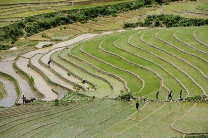 Vietnam, Lao Cai province, Sapa district, Ta Phin valley,  rice plantations in terraces by the Black Hmong minority group