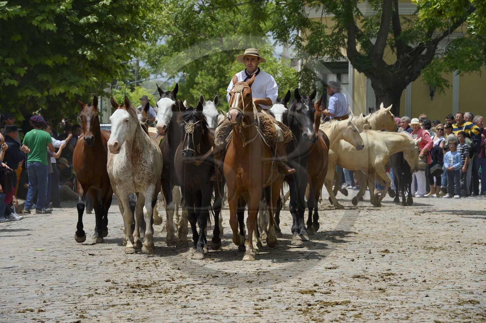 Argentine, province de Buenos Aires, San Antonio de Areco, fête du Jour de la Tradition (Dia de la Tradicion), gaucho présentant son troupeau de chevaux