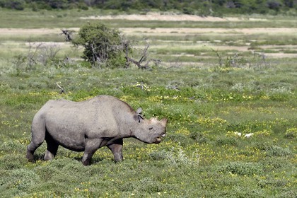 Namibie, région de Oshikoto, Parc National d'Etosha, rhinocéros noir (Diceros bicornis) aux deux cornes coupées pour lutter contre le braconnage