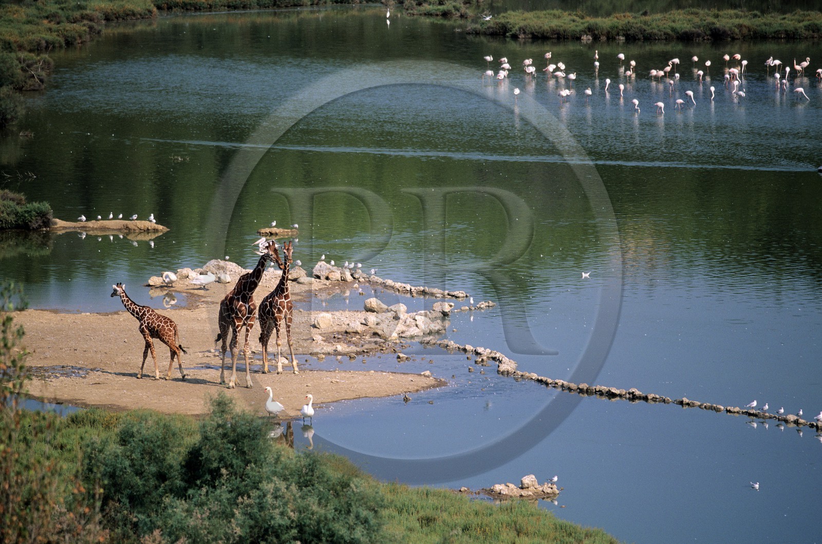 France, Aude (11), réserve africaine de Sigean, girafes
