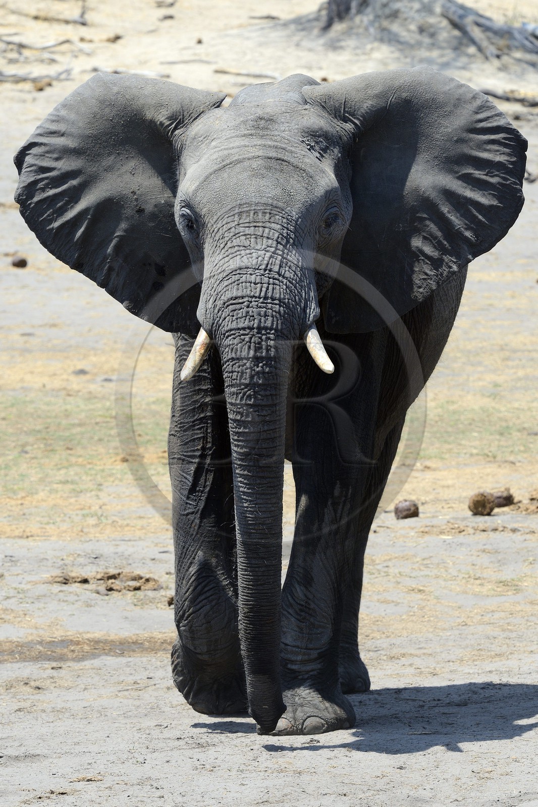 Zimbabwe, province de Matabeleland septentrional, parc national Hwange, éléphant sauvage d'Afrique (Loxodonta africana)