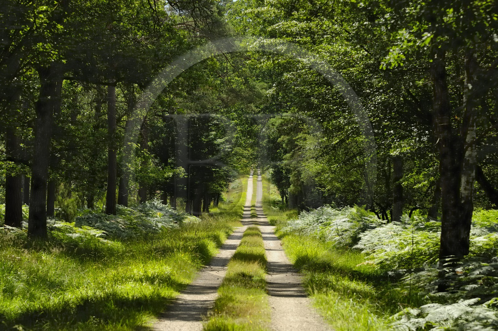 France, Loire et Cher, domaine du château de Chambord