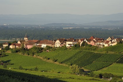 France, Haut Rhin, the Alsace Wine Route, the village of Zellenberg