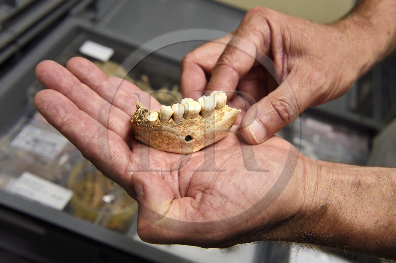 France, Dordogne (24), Périgord Noir, vallée de la Vézère, Les Eyzies-de-Tayac-Sireuil, site classé Patrimoine Mondial de l'UNESCO, Musée National de la Préhistoire, les réserves, mandibule de néandertalien datant de plus de 100000 ans