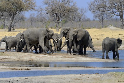Zimbabwe, Matabeleland North Province, Hwange National Park, wild african elephants (Loxodonta africana) around a pond