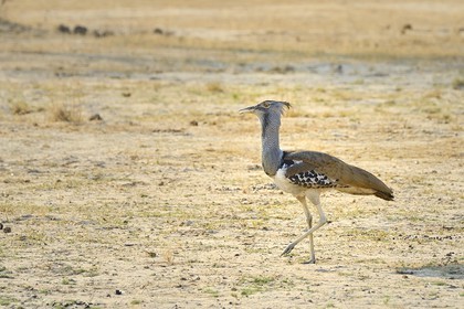 Zimbabwe, Matabeleland North Province, Hwange National Park, kori bustard (Ardeotis kori) is the largest flying bird native to Africa
