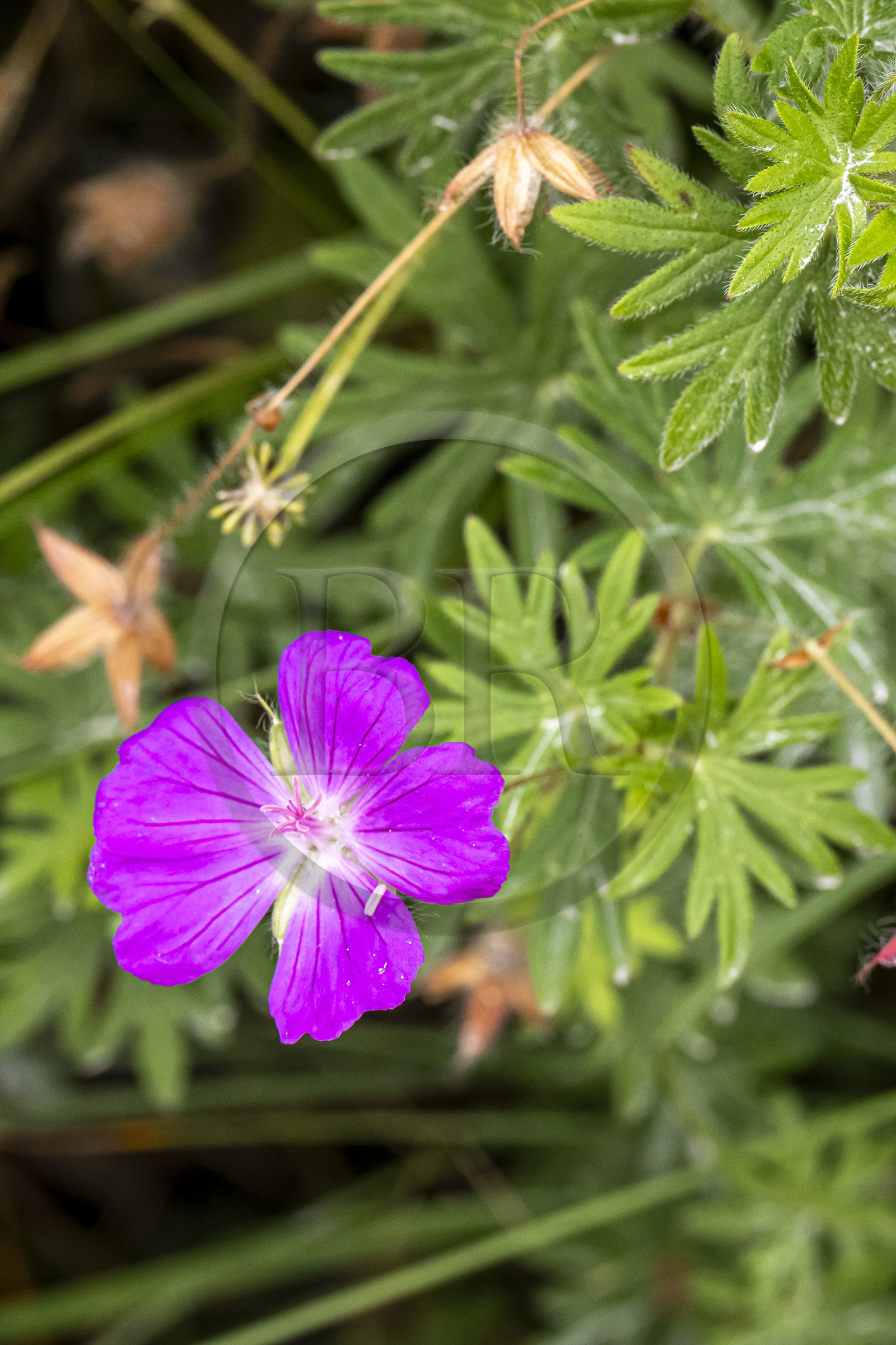 France, Cotes d'Armor, Grand Site de France Cap d'Erquy – Cap Frehel, Erquy, Cranesbill geranium (Geranium sanguineum)