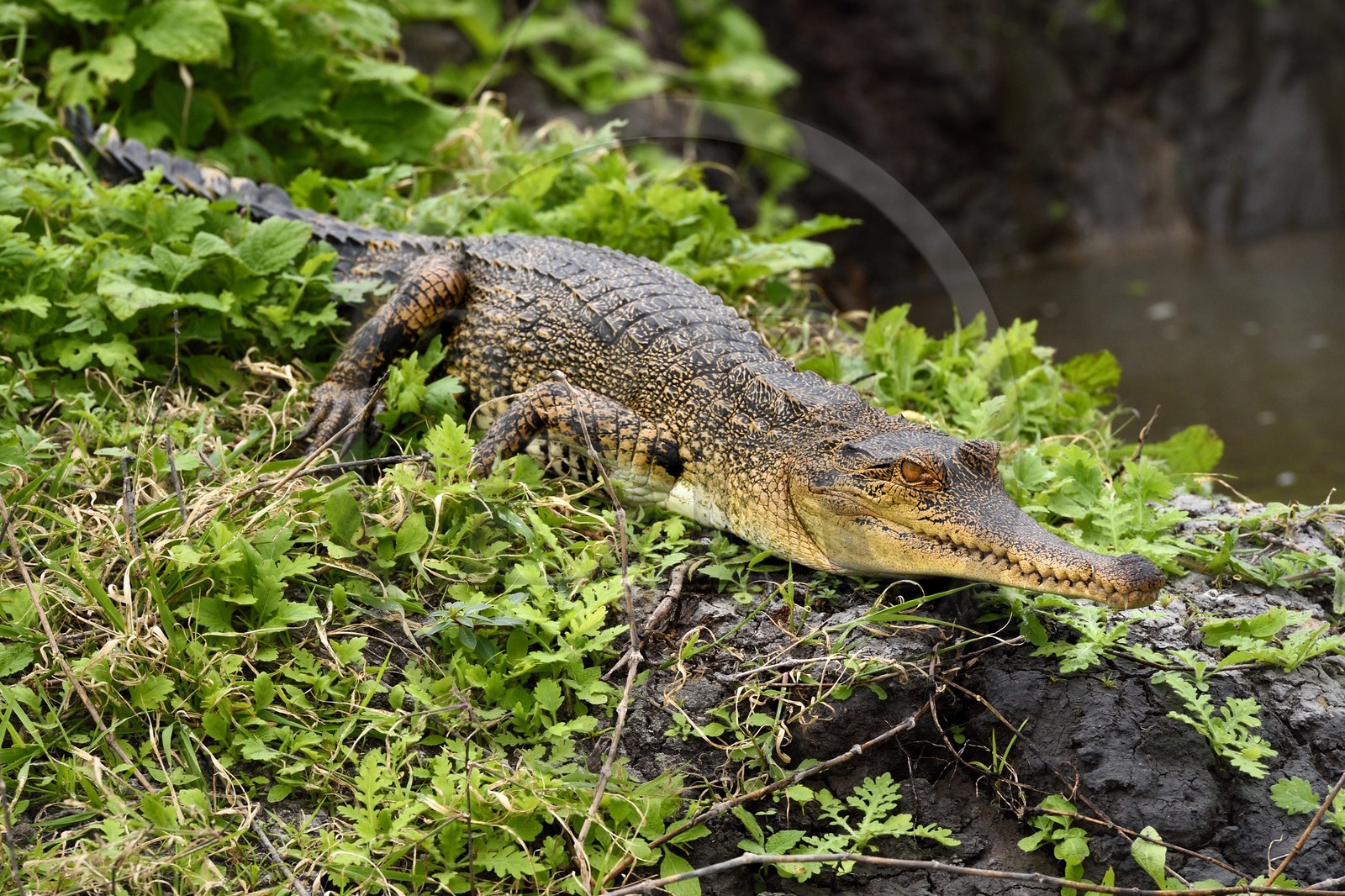 Gabon, province de Ogooué- Maritime, Parc National du Loango, site de Akaka dans la lagune du Fernan Vaz (Nkomi), Faux-gavial d'Afrique ou Crocodile à nuque cuirassée (Mecistops cataphractus)