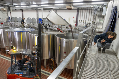 France, Côte-d'Or (21), les climats de Bourgogne classés Patrimoine Mondial de l'UNESCO, Beaune, Cuverie des Hospices de Beaune, mise en cuves thermorégulées du raisin après le tri et l'éraflage sous le controle actif de la régisseur et vinificatrice des Hospices de Beaune Ludivine Griveau