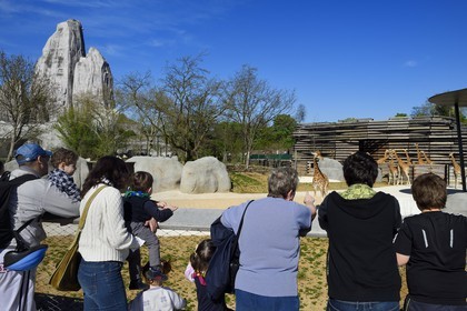 France, Paris (75), Le Parc zoologique de Paris (Zoo de Vincennes), le groupe des seize girafes (Giraffa camelopardalis) dans la biozone Sahel-Soudan, en arrière plan le Grand Rocher qui est l’emblème du zoo depuis 1934