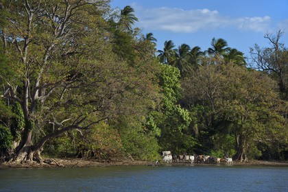 Nicaragua, Ometepe Island in Lake Nicaragua, herd of cows on the beach led by a cowboy