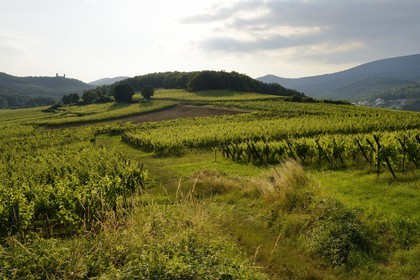 France, Bas Rhin, the Alsace Wine Route, Mittelbergheim vineyard and the Haut Andlau Castle in the background, the soil of the Zotzenberg hill is classified Grand Cru