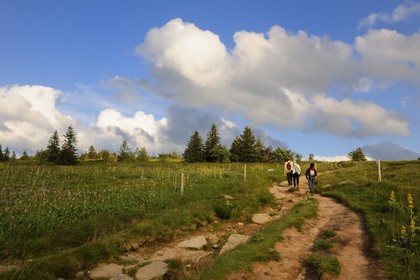 France, Haut-Rhin (68), la route des Crêtes, réserve naturelle tourbière du Tanet-Gazon-du-Faing
