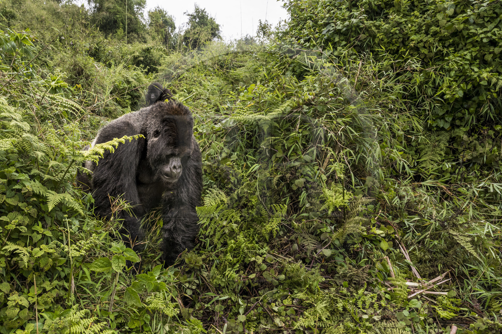 Rwanda, Province du Nord, Parc National des Volcans dans la chaine des Monts Virunga, mont Karisimbi, gorille des montagnes (Gorilla beringei beringei), dos argenté (silverback) nommé Impuzamahanga qui est le male dominant du groupe Susa