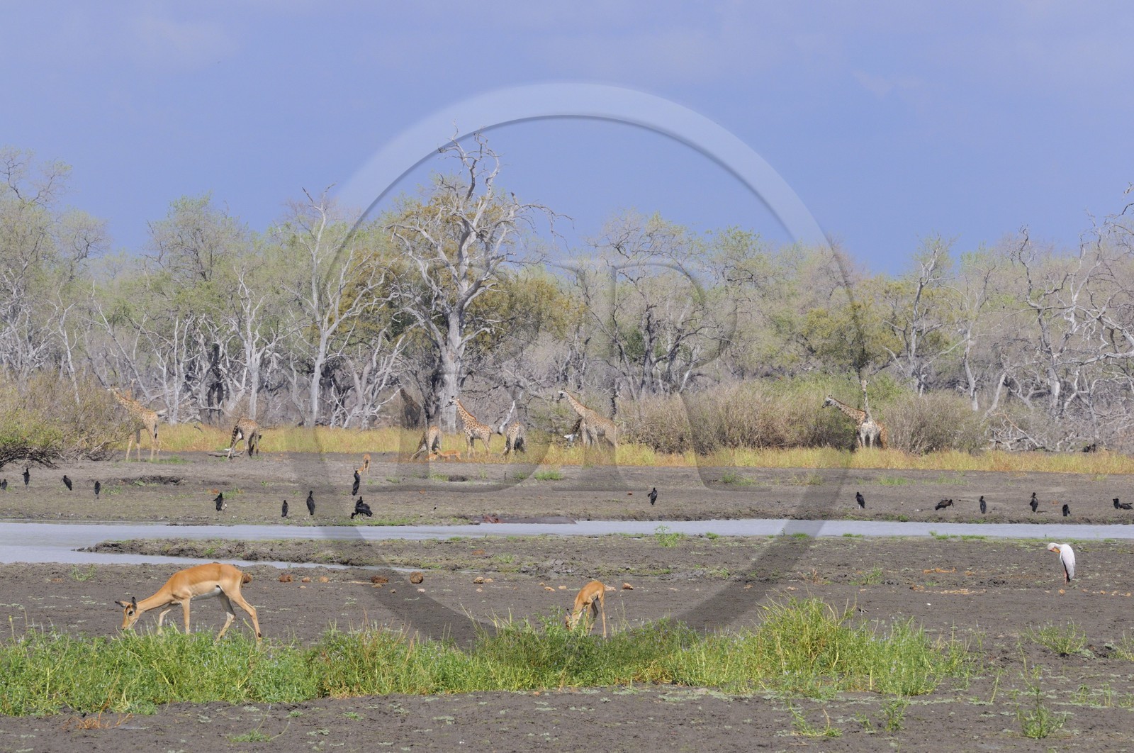 Tanzanie, Reserve de gibier de Selous une des plus grandes zones protégées au monde et inscrite sur la liste du patrimoine mondial de l’Unesco depuis 1982, girafes (Giraffa camelopardalis) en bordure de la rivière Rufiji en saison sèche et impala