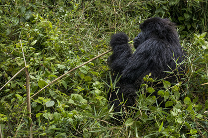 Rwanda, Province du Nord, Parc National des Volcans dans la chaine des Monts Virunga, mont Karisimbi, gorille des montagnes (Gorilla beringei beringei) femelle du groupe Susa entrain de manger