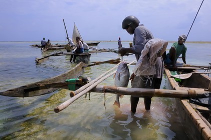 Tanzanie, archipel de Zanzibar, île de Unguja (Zanzibar), côte Sud-Est, Bwejuu, retour de pêche de dhow (boutre traditionnel) sur la plage