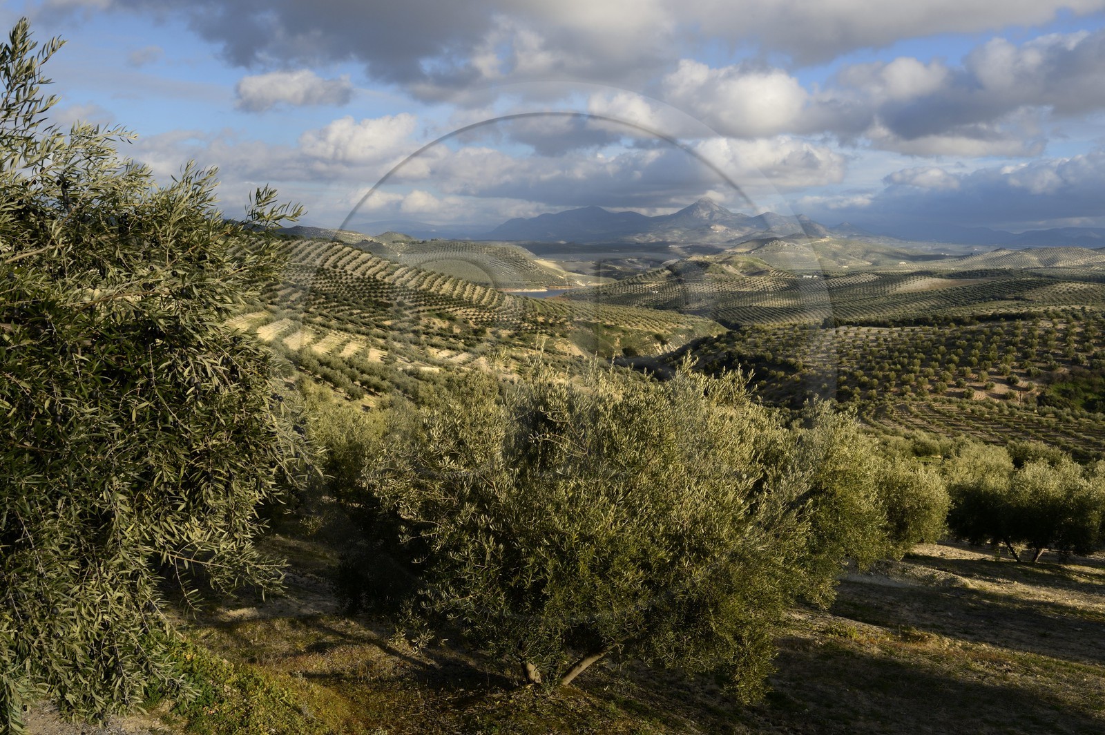 Espagne, Andalousie, province de Jaén, champs d'oliviers au sud de Martos entre Baena et Alcaudete, la Sierra Magina en arrière plan