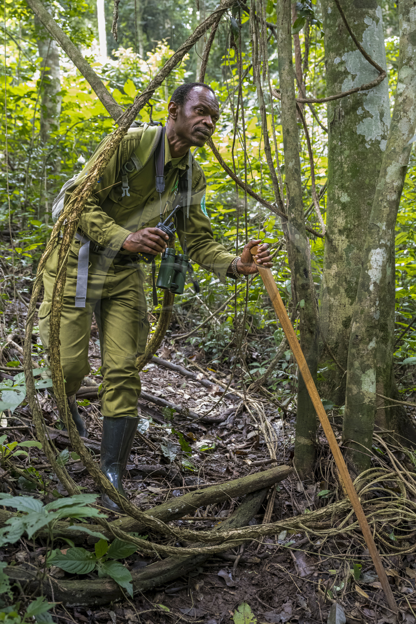 Rwanda, Province de l’Ouest, Nyakabuye, Parc national de Nyungwe, forêt tropicale humide naturelle de Cyamudongo, le garde de African Parks Claver Ntoyinkima sur la piste des chimpanzés tenant son talkie walkie