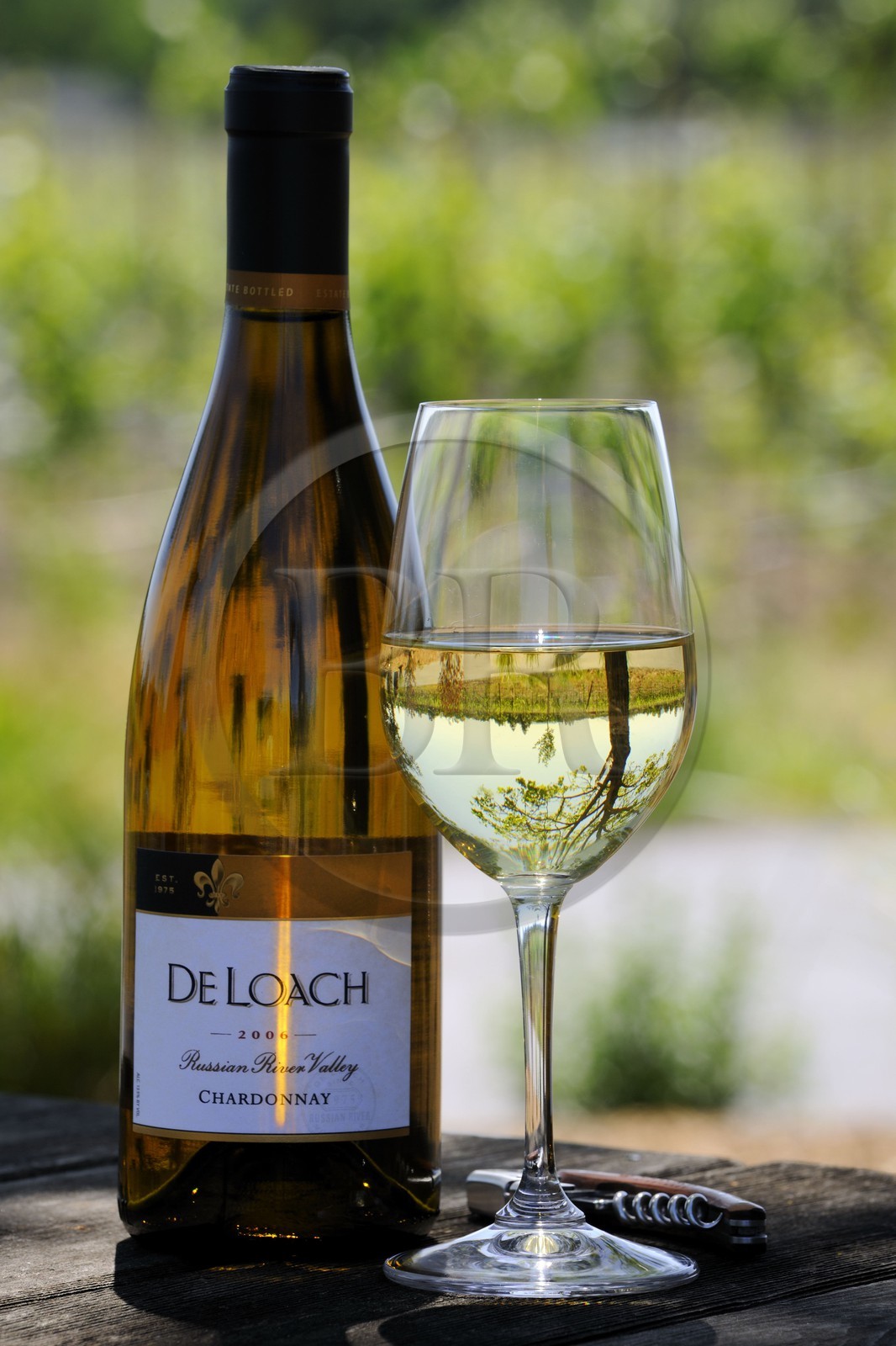 United States, California, Russian Valley River, De Loach Vineyard, glass of white Chardonnay