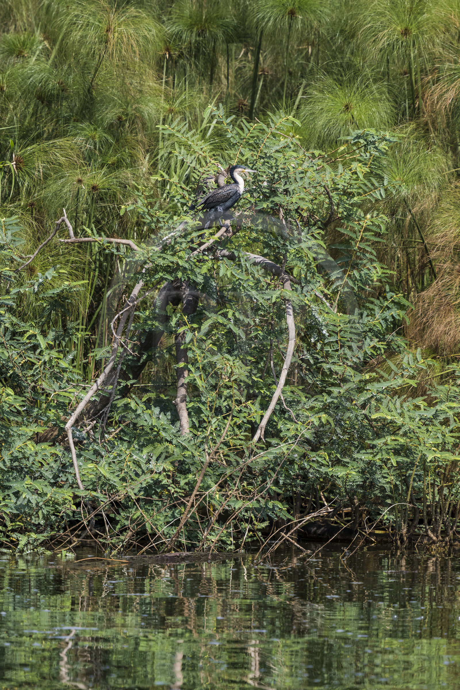 Rwanda, Parc national de l'Akagera, le lac Ihema, cormoran à poitrine blanche (Phalacrocorax lucidus)