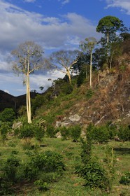 Tanzanie, région de Morogoro, les Monts Uluguru